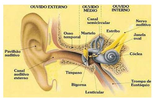 1.2 Diagnostico da surdez O diagnóstico precoce é crucial para poder controlar e tratar a maioria das causas da surdez.