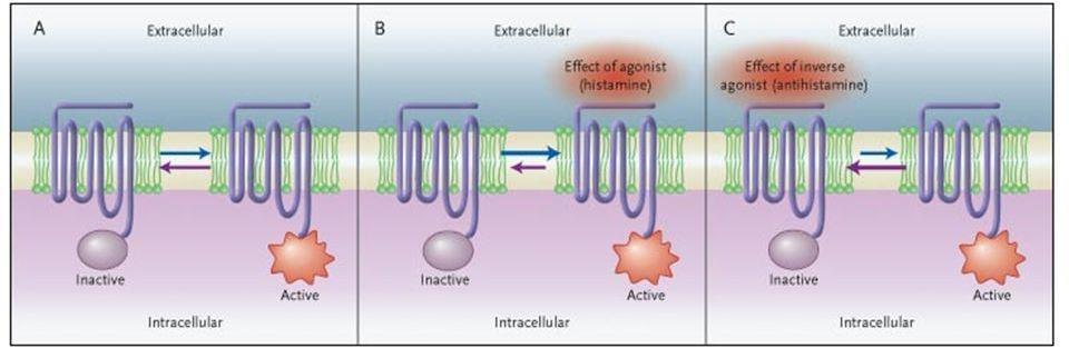 SNC Mecanismo de ação dos anti-histamínicos São