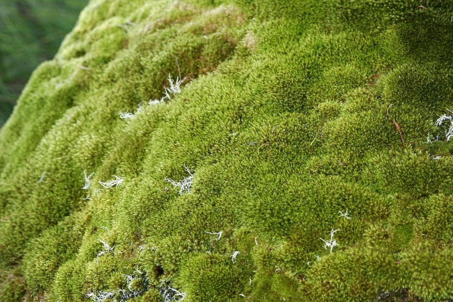 Reprodução assexuada Algumas plantas funcionam de uma maneira