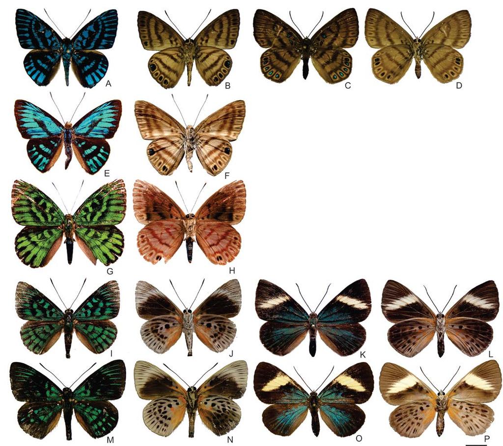 Figura 10 Grupo prema: A. prema: (A, B macho DZ 34.804), (C, D fêmea DZ 34.984); A. esmeralda (E, F macho Holotype CJS); A.