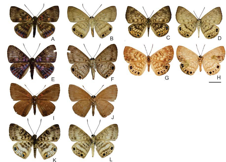 Figura 11 Grupo telephae: A. telephae (A, B macho DZ 35.134), (C, D fêmea DZ 35.094); A.