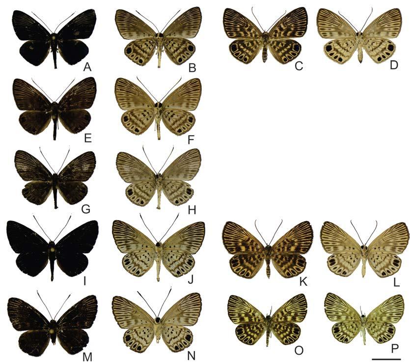 Figura 12 Grupo amesis: A. amesis (A, B macho DZ 35.219), (C, D fêmea DZ 35.186); A. thelydrias (E, F macho DZ 34.986); A. sp. 2 sp. nov.