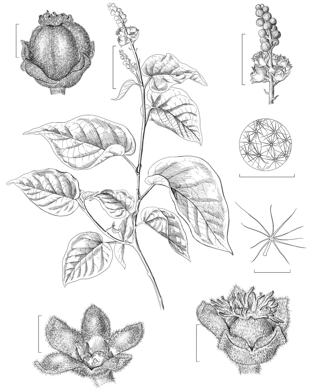 Euphorbiaceae na SGLA, Bahia 507 3 cm 2 cm 5 cm g b c 1 mm d 0,5 mm a 3 cm 3 cm f e Figura 3 a-g. Croton jacobinensis a. ramo fértil; b. inflorescência; c.