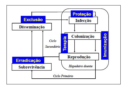 Fases do ciclo das relações patógeno-hospedeiro