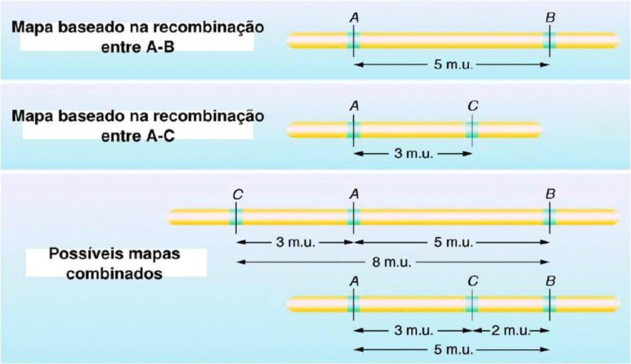 Locus (plural loci): local no mapa