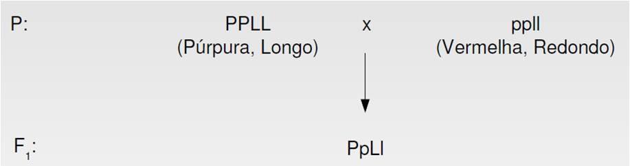 Experimentos de Bateson e Punnet Estudo de dois caracteres em ervilhas (cada um controlado por um gene): Gene para cor das flores (P = púrpura e p = vermelha) Gene para forma do grão de pólen (L =