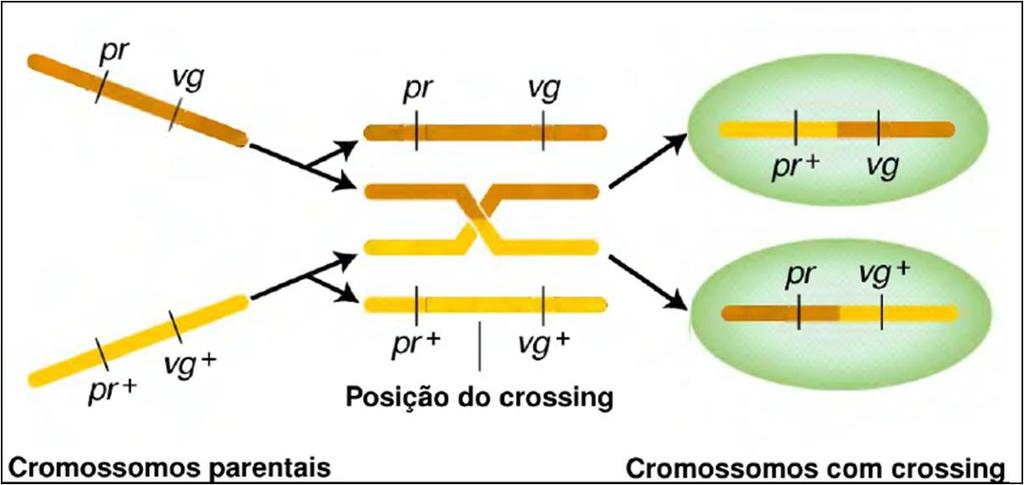 Experimentos de Morgan (Drosophila) F 2 : desvios das segregações esperadas para dois genes independentes (9 : 3 : 3 : 1) Morgan sugeriu