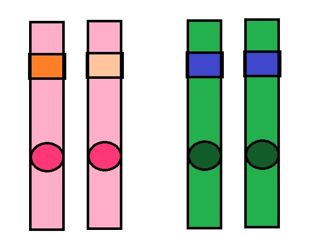 2ª Lei de Mendel Na formação dos gametas, dois ou mais pares de genes, situados em pares de cromossomos