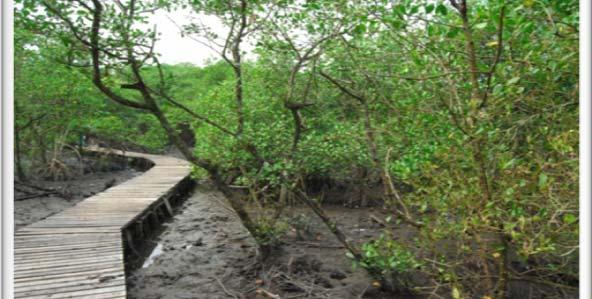 GESTÃO DE RESÍDUOS SÓLIDOS SUSTENTÁVEL NOVO CENTRO DE TRATAMENTO DE RESÍDUOS (2011) Desativação do Aterro de Gramacho, com Projeto de Recuperação dos Manguezais recuperando 130 hectares de mangues na