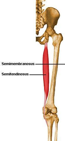 Semitendineo O Isquio I Pata de