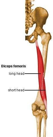 Bíceps femoral O Cabeça longa - Isquio O Cabeça curta Linha