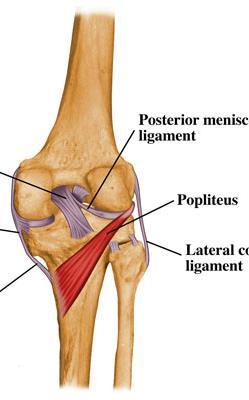 Poplíteo O Epicondilo lateral femur I