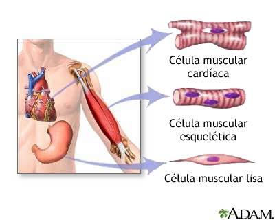 Tipos de músculos Estriado esquelético Células cilíndricas e alongadas;
