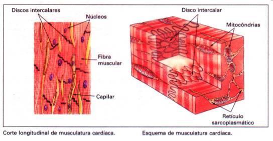 Tipos de músculos Estriado Cardíaco Células mais curtas, que se ramificam