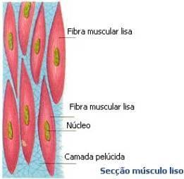 Tipos de músculos Liso Células fusiformes Núcleos