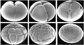 b) O que ocorre com o volume do alantoide durante o desenvolvimento embrionário? Justifique sua resposta. 6. (Uepg 2017) O embrião dos répteis e das aves está protegido por um ovo com casca.