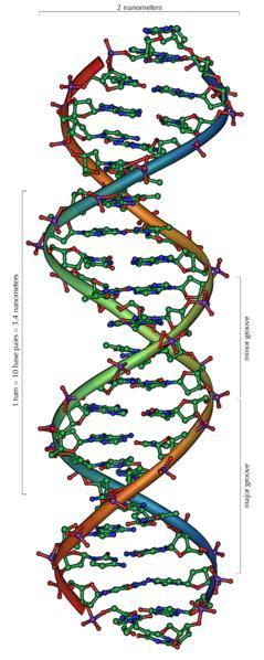A estrutura da molécula de DNA foi descoberta conjuntamente pelo norte-americano James Watson e pelo britânico Francis