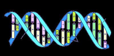 A molécula de ácido desoxirribonucléico (DNA) é constituída por duas cadeias ou fitas de