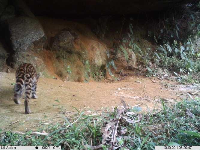 A jaguatirica Leoparduspardalis (Figura abaixo) é um felino de ampla distribuição, ocorrendo do sul dos Estados Unidos da América até o norte da Argentina. No Brasil, ocorre em todos os biomas.
