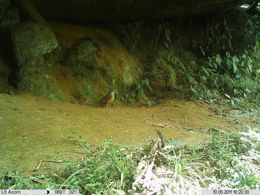 Não foram registradas as espécies de mamíferos onça pintada Pantheraonca, onça parda Puma concolor, gato maracajá Leoparduswiedii, bugio Alouatta guariba, saguis Callithryx spp.