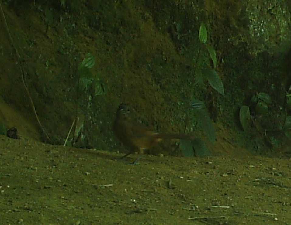 espécies. No total, foram identificadas seis espécies diferentes (Figura abaixo), todas já registrada na área de influência da Estrada Parque Visconde de Mauá.