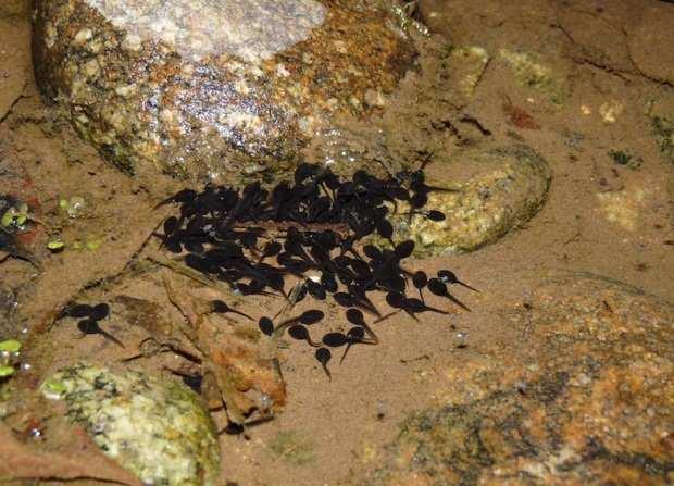 O registro dessa lagartixa em Visconde de Mauá demonstra o grande potencial invasor e plasticidade de H. mabouia. Peixes Foram coletados 1803 indivíduos, de 15 espécies diferentes de peixes.