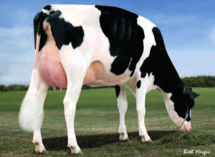 Mister 2nd Dam: Morsan Man D Missy VG-85 2Yr 1* 2nd Dam: Morsan