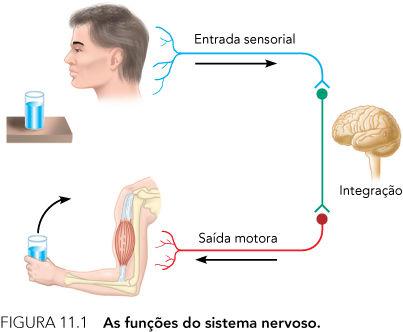 Funções do sistema nervoso - Receber informações do meio interno e externo - Associar e