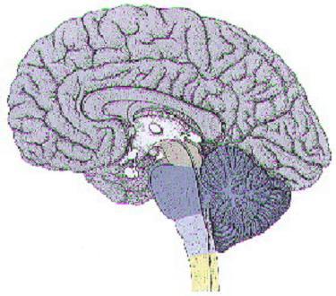 Organização do SN Divisões gerais Sistema Nervoso Central telencéfalo(hemisférios