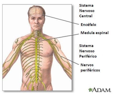 tronco encefálico ponte Medula espinhal bulbo (medula oblonga) Sistema Nervoso