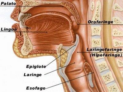 VIAS AÉREAS Laringe LARINGE - Epiglote