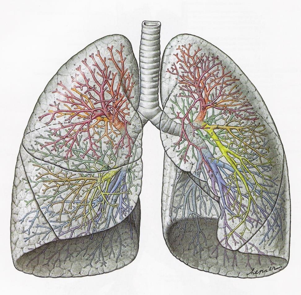 PULMÃO Cada pulmão subdivide-se em unidades anatomo-funcionais, com