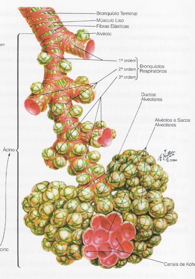 PULMÃO Lóbulos: Conjunto de 3-5 bronquíolos terminais correspondentes ás unidades fisiológicas base