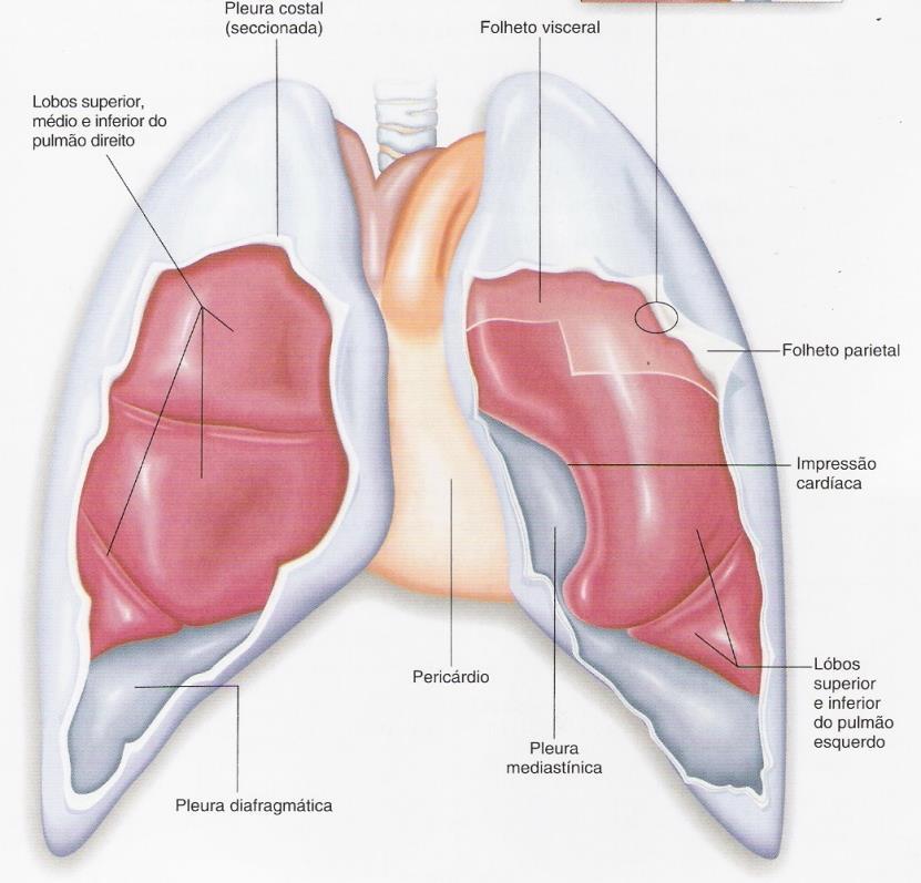 PLEURA Membrana serosa que envolve os pulmões 2 folhetos: Visceral: recobre toda a