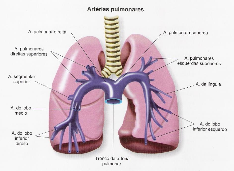 VASOS SANGUÍNEOS Circulação Pulmonar Artérias Pulmonares Transportam sangue não oxigenado ( venoso ) Origem no ventriculo direito tronco artéria pulmonar artérias pulmonares direita e esquerda Entram