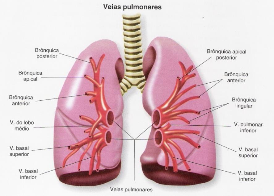 VASOS SANGUÍNEOS Circulação Pulmonar Veias Pulmonares Transportam sangue oxigenado ( arterial ) Nascem da rede capilar perialveolar Os ramos de origem unem-se para formar troncos cada vez mais