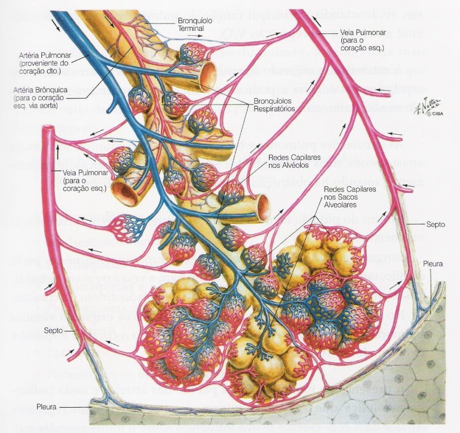 VASOS SANGUÍNEOS Circulação Brônquica As artérias brônquicas nascem directamente da aorta torácica ou das artérias intercostais superiores 2 à esq e 1 à dta Acompanham a árvore brônquica na sua