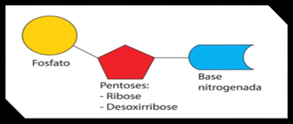 Nucleotídeos Bases nitrogenadas purina e pirimidina ligada a uma pentose com pelo menos um grupo fosfato;