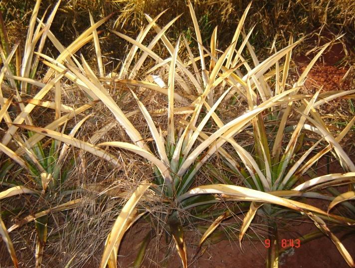 Sampaio, A.C. (2011) Figura 8. Plantas com queimaduras foliares decorrente de geada ocorrida em julho de 2011, Bauru (SP).