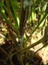 doença morte por fusarium pode ser causada por muitas espécies do fungo do gênero Fusarium.