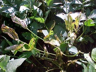 4 Podridão parda da haste - Phialophora gregata Essa doença ocorre em regiões de temperatura amena, ao redor de 16º C a 18º C.