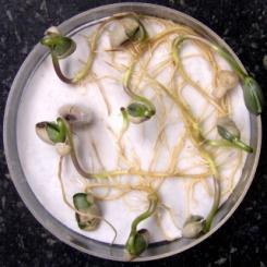 Phomopsis phaseoli. B. Fungos de armazenamento: 1. spergillus niger. 2. spergillus sp. e Penicillium sp. 3. Rhizopus sp..1.2.3.4 B.1 B.2 B.