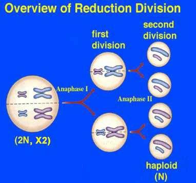 MEIOSE