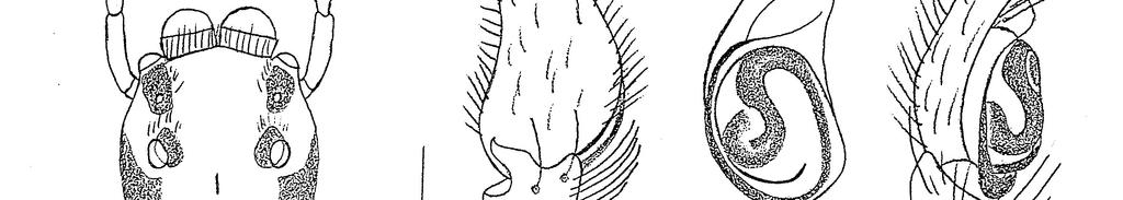 Figuras 9-16: Noegus actinosus. 9 - Corpo do macho em vista dorsal (Escala = 1mm).