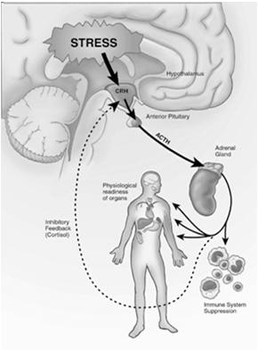 Síntese e Liberação do Cortisol Glicocorticoides Hipotálamo Ciclo sono/vigília