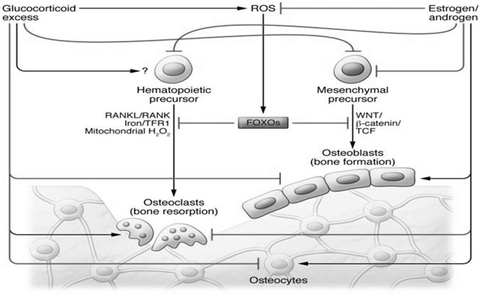 Ligação RANKL-RANK precursores de osteoclasto em osteoclasto maduro RANKL Osteoprotegerina - OPG