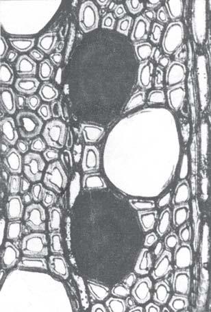 Os tilos são proliferações de células parenquimatosas adjacentes, que penetram nos vasos pelas pontuações.