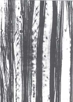 23) é característico do lenho de tensão e a parede dessas fibras tem um alto teor em celulose e pequeno de lenhina