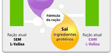 ingredientes protéicos na formulação.