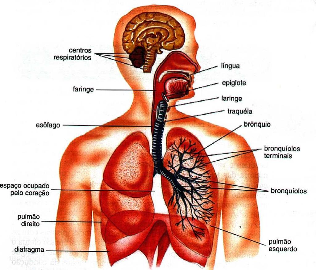 4.Respiração no Homem Anatomia Vias Aéreas Fossas